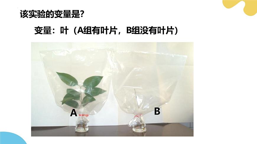 第十二章 第3节 植物参与生物圈中的水循环PPT课件第7页