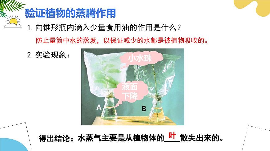 第十二章 第3节 植物参与生物圈中的水循环PPT课件第8页