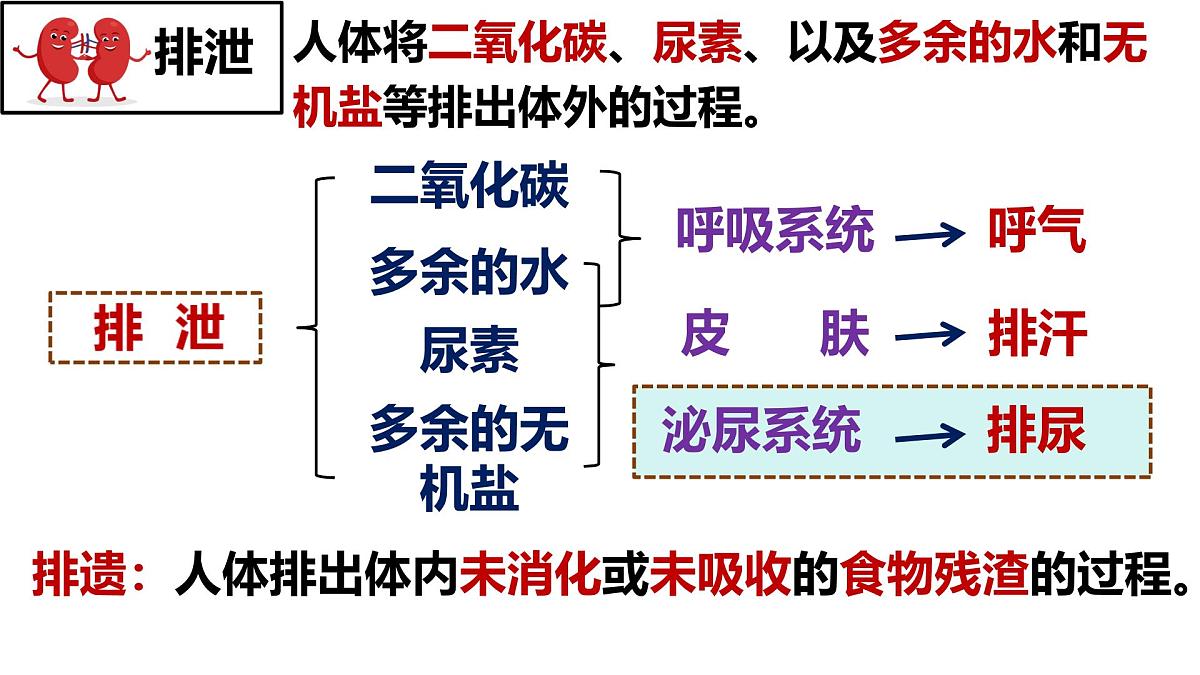 人教版生物七年级下册4.5 《人体内废物的排出》 课件第3页