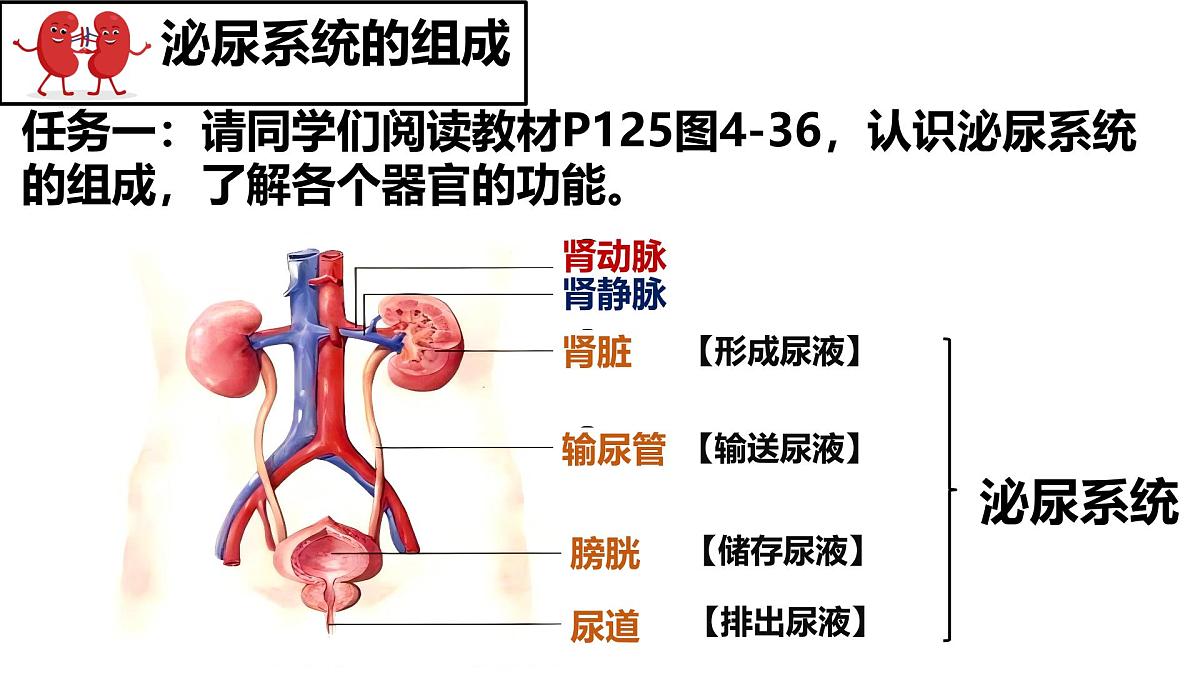 人教版生物七年级下册4.5 《人体内废物的排出》 课件第4页