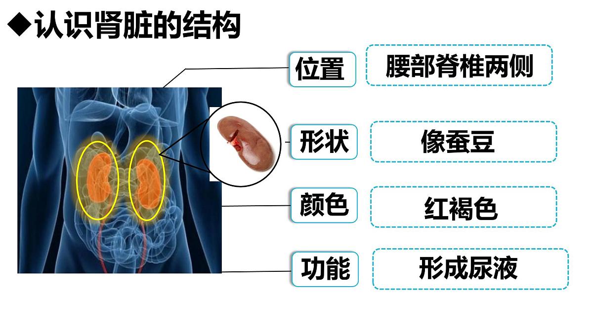 人教版生物七年级下册4.5《人体内废物的排出》课件第5页