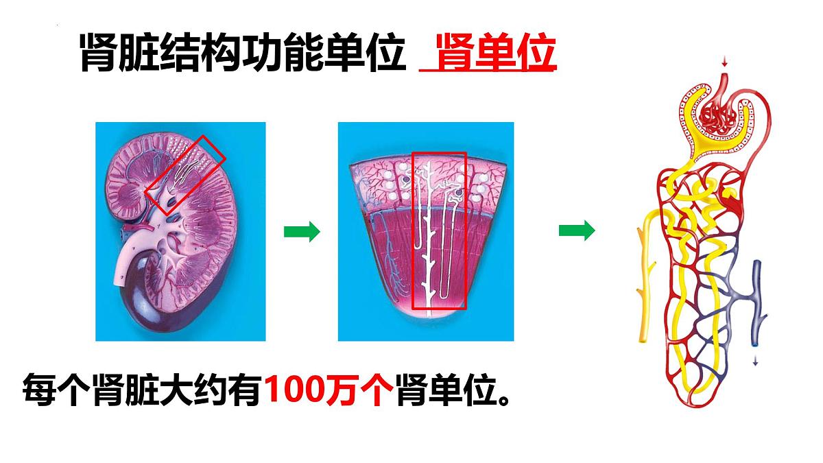 人教版生物七年级下册4.5《人体内废物的排出》课件第6页