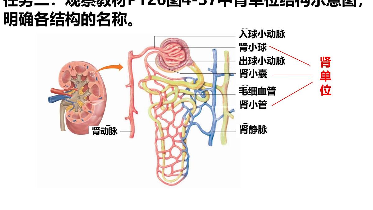 人教版生物七年级下册4.5《人体内废物的排出》课件第7页