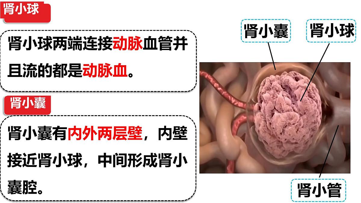 人教版生物七年级下册4.5《人体内废物的排出》课件第8页