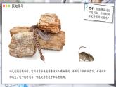 北師大版生物（2024）七年級(jí)上冊(cè) 1.1.3 生物學(xué)研究的基本方法 課件