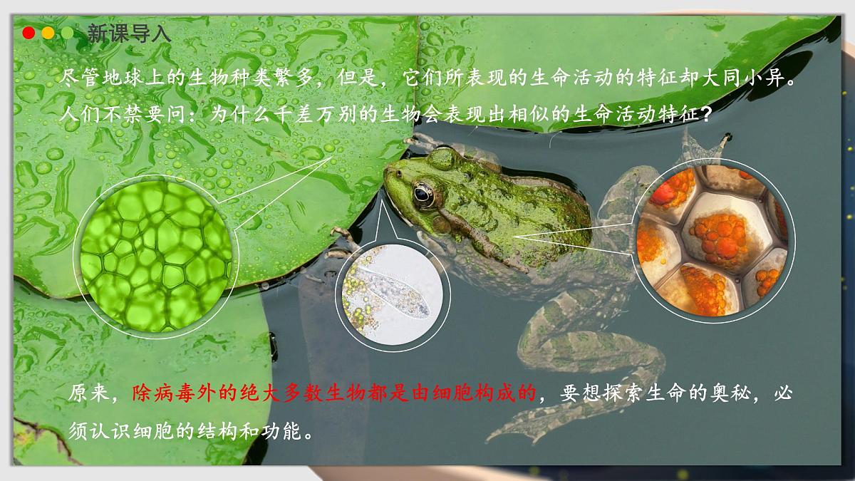 北师大版生物（2024）七年级上册 2.2.1 细胞的基本结构和功能 课时1 课件第3页