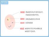 北師大版生物（2024）七年級上冊 2.2.1細胞的基本結(jié)構(gòu)和功能（第2課時） 課件