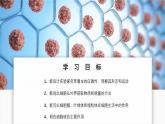北師大版生物（2024）七年級(jí)上冊(cè) 2.2.2 細(xì)胞是生命活動(dòng)的單位  課件
