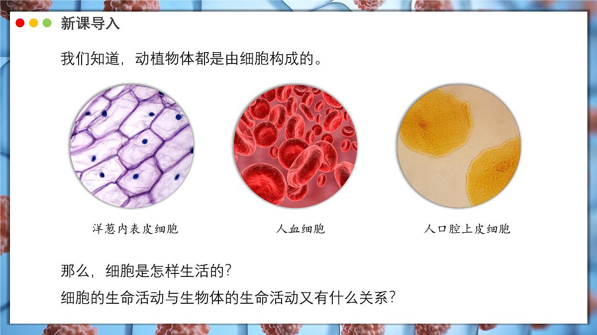 北师大版生物（2024）七年级上册 2.2.2 细胞是生命活动的单位  课件第3页