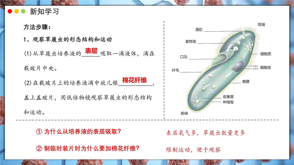 北师大版生物（2024）七年级上册 2.2.2 细胞是生命活动的单位  课件第6页