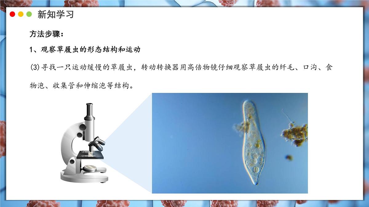 北师大版生物（2024）七年级上册 2.2.2 细胞是生命活动的单位  课件第7页