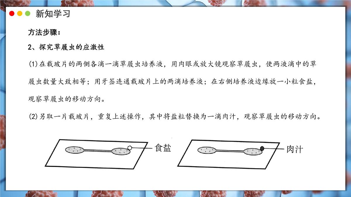 北师大版生物（2024）七年级上册 2.2.2 细胞是生命活动的单位  课件第8页