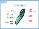 北師大版生物（2024）七年級(jí)上冊(cè) 2.2.2 細(xì)胞是生命活動(dòng)的單位 課件