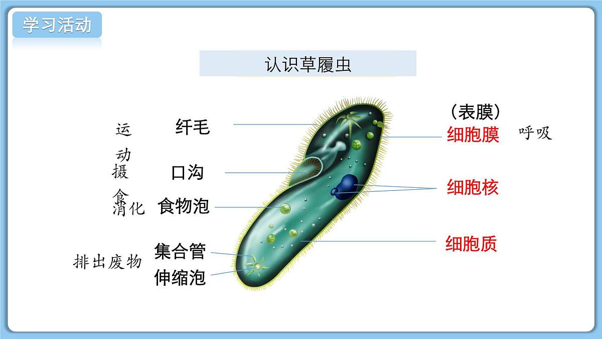 北师大版生物（2024）七年级上册 2.2.2 细胞是生命活动的单位 课件第4页