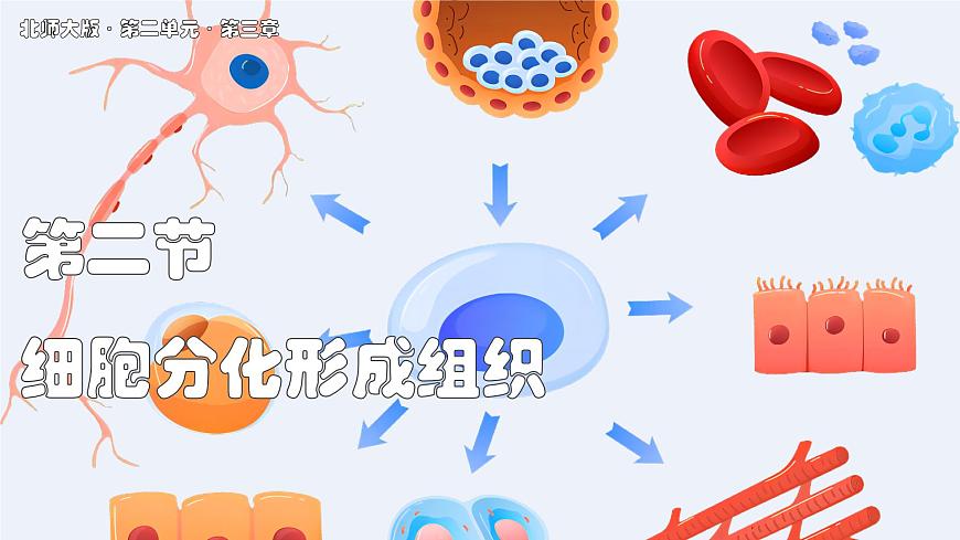 北师大版生物（2024）七年级上册 2.3.2 细胞分化形成组织 课件第1页