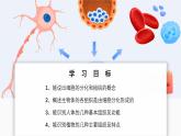 北師大版生物（2024）七年級上冊 2.3.2 細(xì)胞分化形成組織 課件