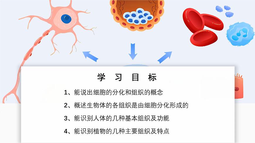 北师大版生物（2024）七年级上册 2.3.2 细胞分化形成组织 课件第2页