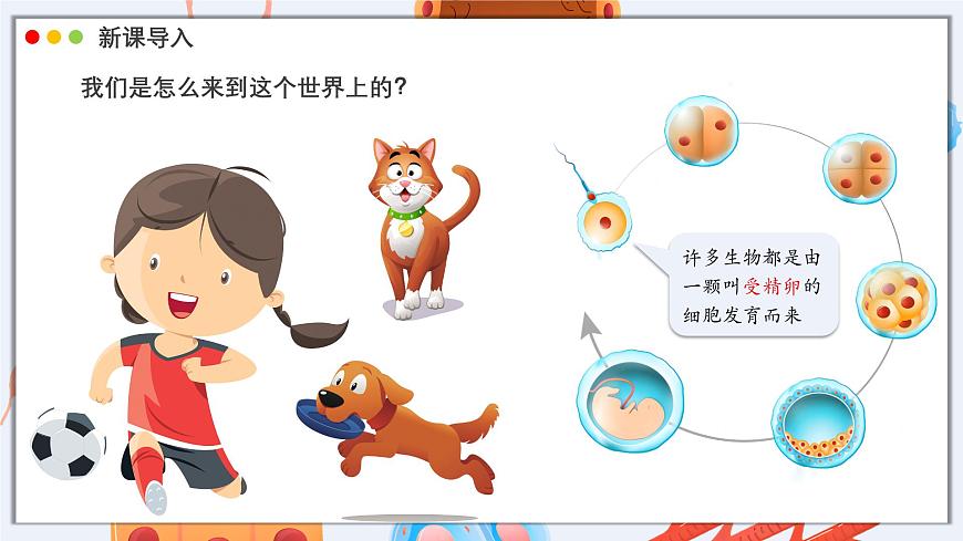 北师大版生物（2024）七年级上册 2.3.2 细胞分化形成组织 课件第3页