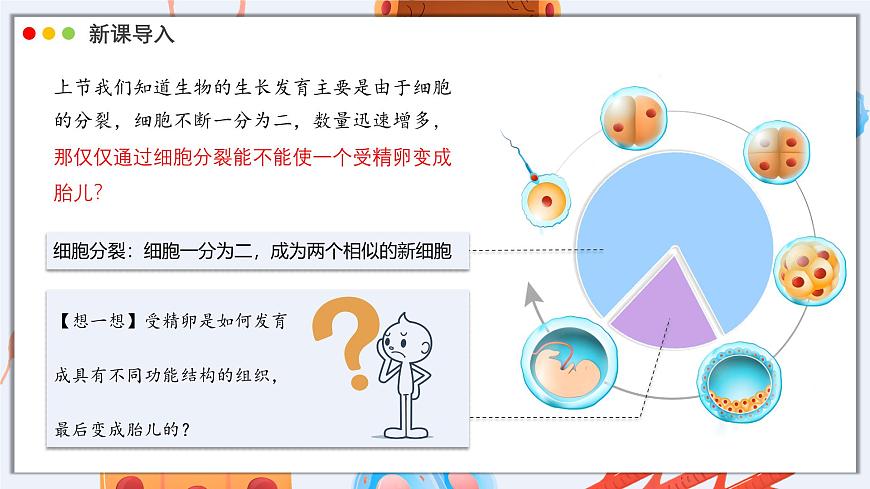 北师大版生物（2024）七年级上册 2.3.2 细胞分化形成组织 课件第4页