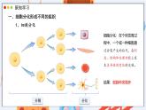 北師大版生物（2024）七年級上冊 2.3.2 細(xì)胞分化形成組織 課件