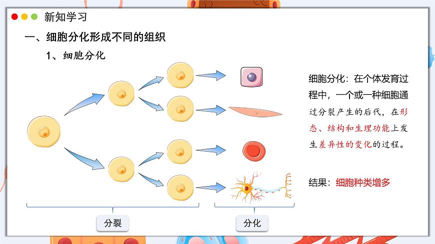 北师大版生物（2024）七年级上册 2.3.2 细胞分化形成组织 课件第5页