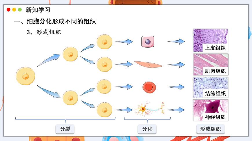 北师大版生物（2024）七年级上册 2.3.2 细胞分化形成组织 课件第7页