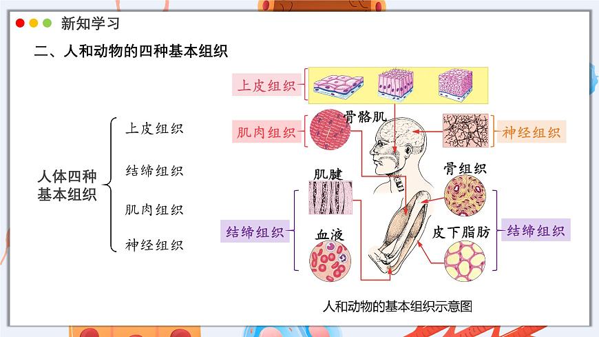北师大版生物（2024）七年级上册 2.3.2 细胞分化形成组织 课件第8页