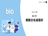 北師大版生物（2024）七年級上冊 2.3.2細(xì)胞分化形成組織  課件