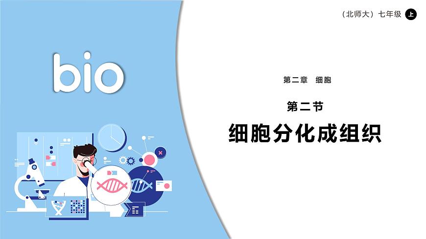 北师大版生物（2024）七年级上册 2.3.2细胞分化形成组织  课件第1页