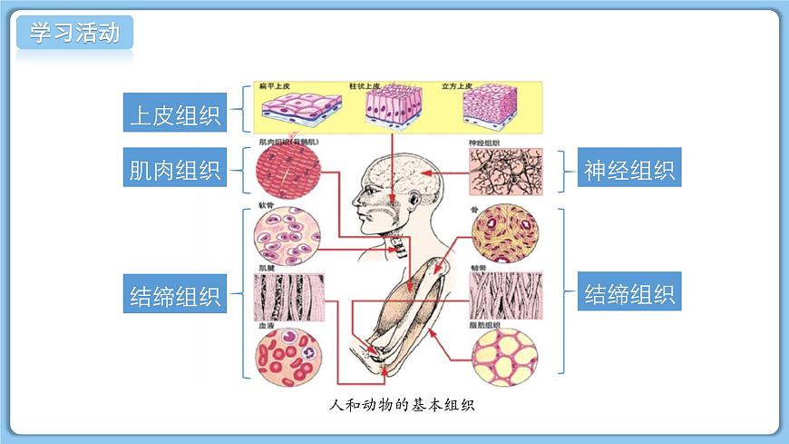 北师大版生物（2024）七年级上册 2.3.2细胞分化形成组织  课件第8页