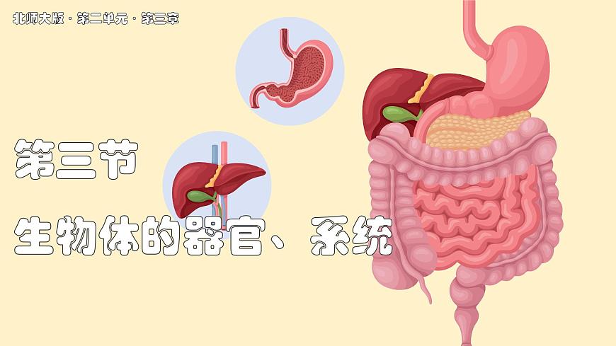 北师大版生物（2024）七年级上册 2.3.3 生物体的器官、系统  课件第1页