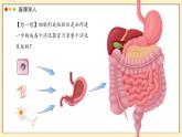 北師大版生物（2024）七年級(jí)上冊(cè) 2.3.3 生物體的器官、系統(tǒng)  課件