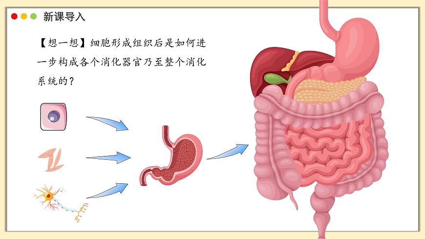 北师大版生物（2024）七年级上册 2.3.3 生物体的器官、系统  课件第3页