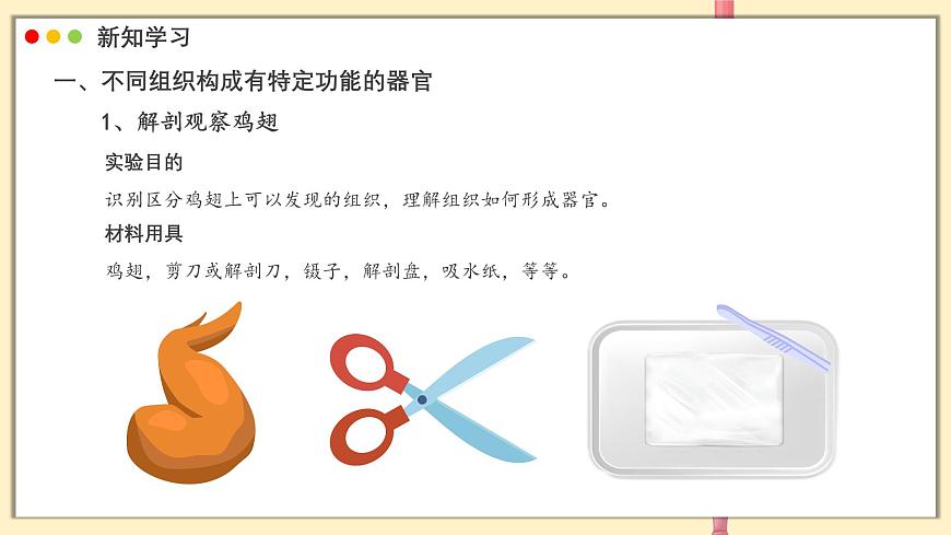 北师大版生物（2024）七年级上册 2.3.3 生物体的器官、系统  课件第5页