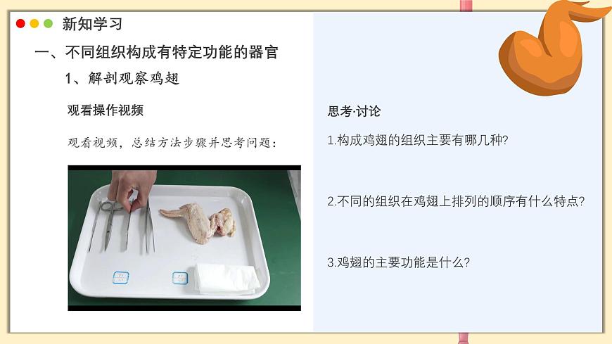 北师大版生物（2024）七年级上册 2.3.3 生物体的器官、系统  课件第6页