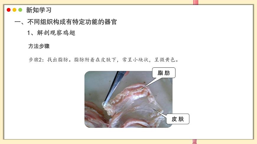 北师大版生物（2024）七年级上册 2.3.3 生物体的器官、系统  课件第8页