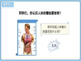 北師大版生物（2024）七年級上冊 2.3.3 生物體的器官、系統(tǒng) 課件