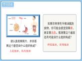 北師大版生物（2024）七年級上冊 2.3.3 生物體的器官、系統(tǒng) 課件