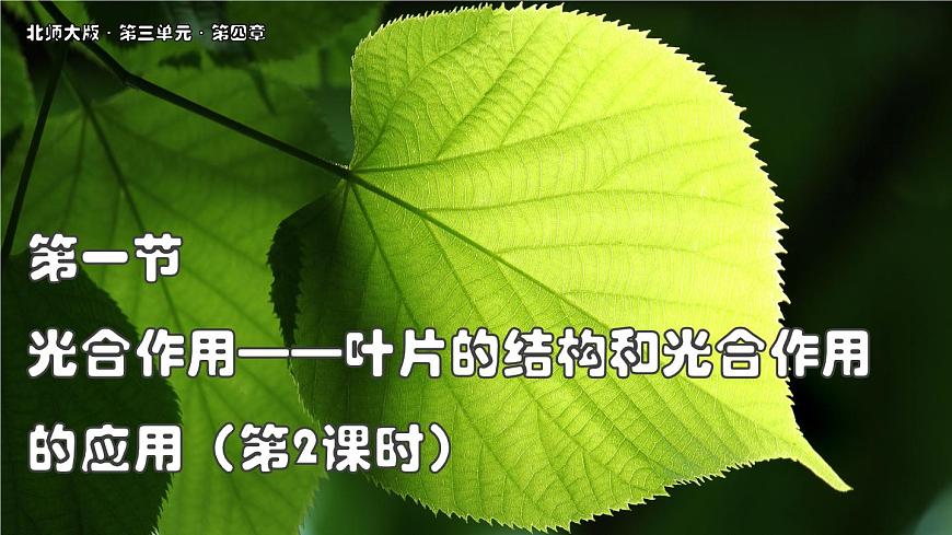 北师大版生物（2024）七年级上册 3.4.1 光合作用  第2课时 叶的结构和光合作用的应用 课件第1页