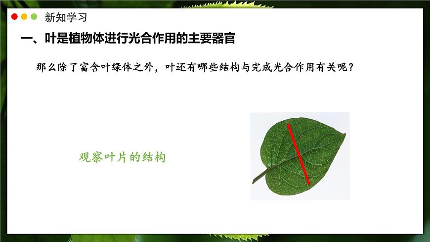 北师大版生物（2024）七年级上册 3.4.1 光合作用  第2课时 叶的结构和光合作用的应用 课件第4页
