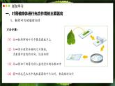 北師大版生物（2024）七年級(jí)上冊(cè) 3.4.1 光合作用  第2課時(shí) 葉的結(jié)構(gòu)和光合作用的應(yīng)用 課件