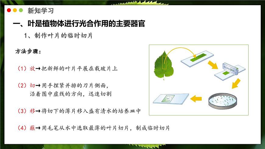 北师大版生物（2024）七年级上册 3.4.1 光合作用  第2课时 叶的结构和光合作用的应用 课件第5页