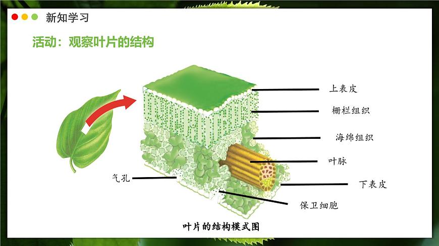 北师大版生物（2024）七年级上册 3.4.1 光合作用  第2课时 叶的结构和光合作用的应用 课件第6页
