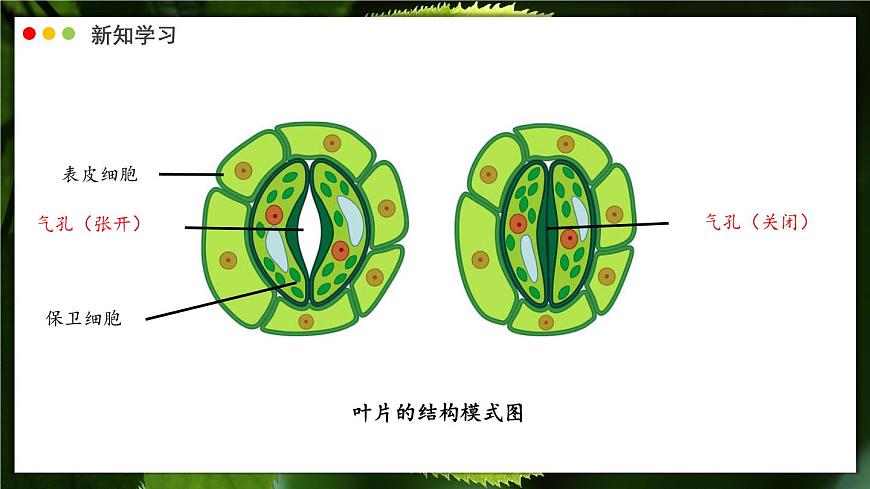 北师大版生物（2024）七年级上册 3.4.1 光合作用  第2课时 叶的结构和光合作用的应用 课件第7页