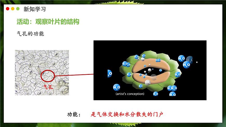 北师大版生物（2024）七年级上册 3.4.1 光合作用  第2课时 叶的结构和光合作用的应用 课件第8页