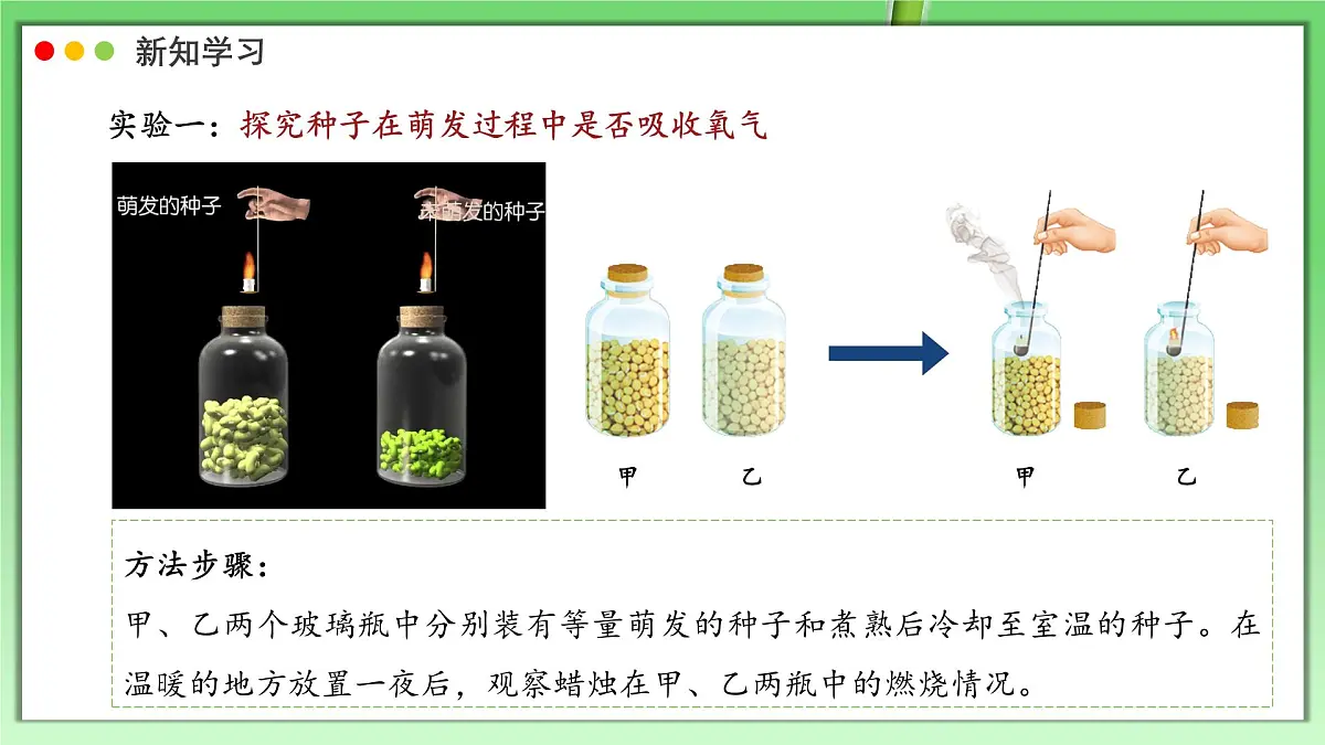 北师大版生物（2024）七年级上册 3.4.2 呼吸作用 课件第5页
