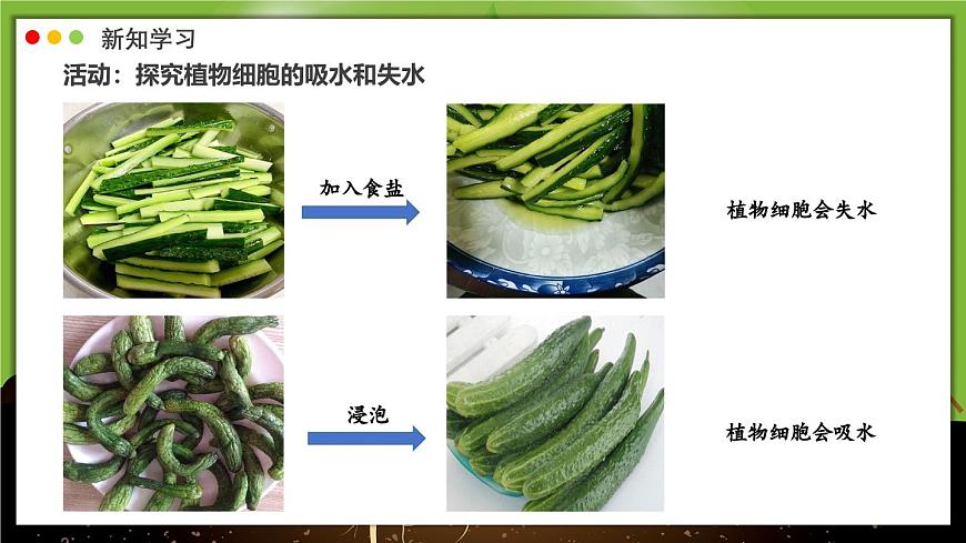 北师大版生物（2024）七年级上册 3.4.3 吸收作用 课件第6页