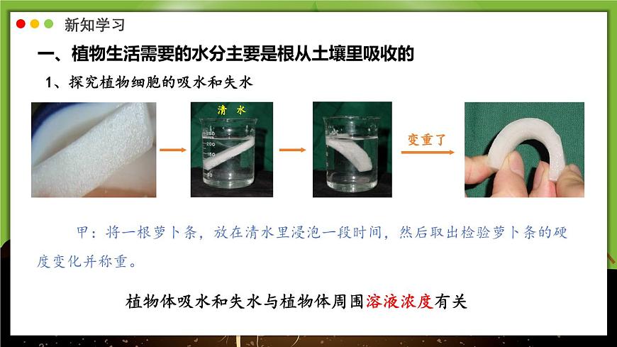 北师大版生物（2024）七年级上册 3.4.3 吸收作用 课件第7页