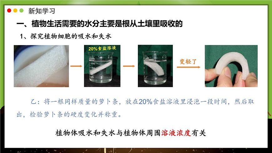 北师大版生物（2024）七年级上册 3.4.3 吸收作用 课件第8页