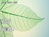 北師大版生物（2024）七年級(jí)上冊(cè) 3.4.4  運(yùn)輸作用 課件